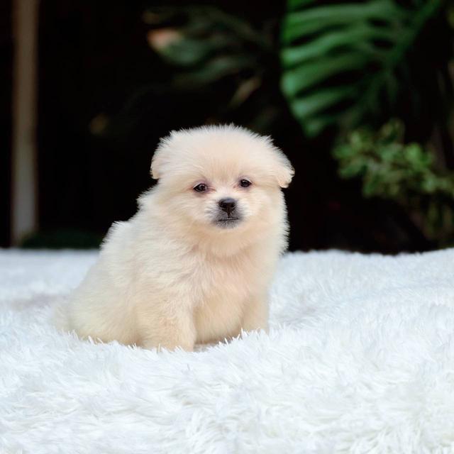 ปอมผสมชิวาวาเพศเมีย 4