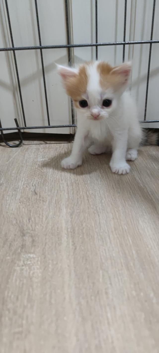 เปิดจองสกอตทิศ ตัวน้อยจ้า รูปที่ 9