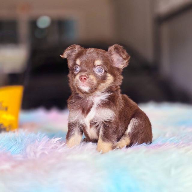 ชิวาวาแท้ขนยาว สีช็อค เพศผู้