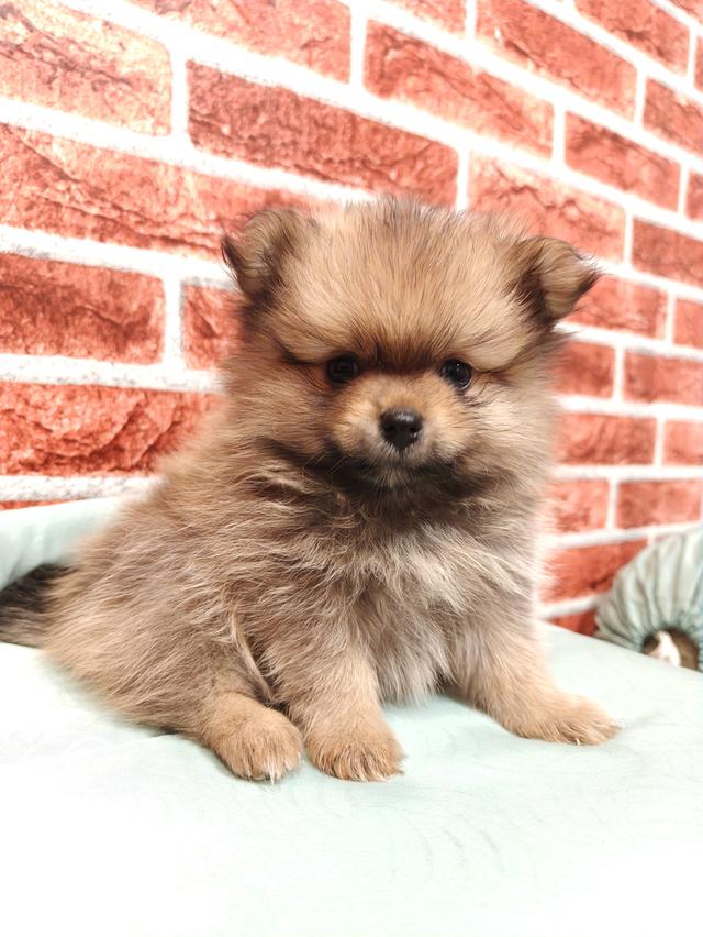 สุนัขพันธุ์ปอมแท้ 100%