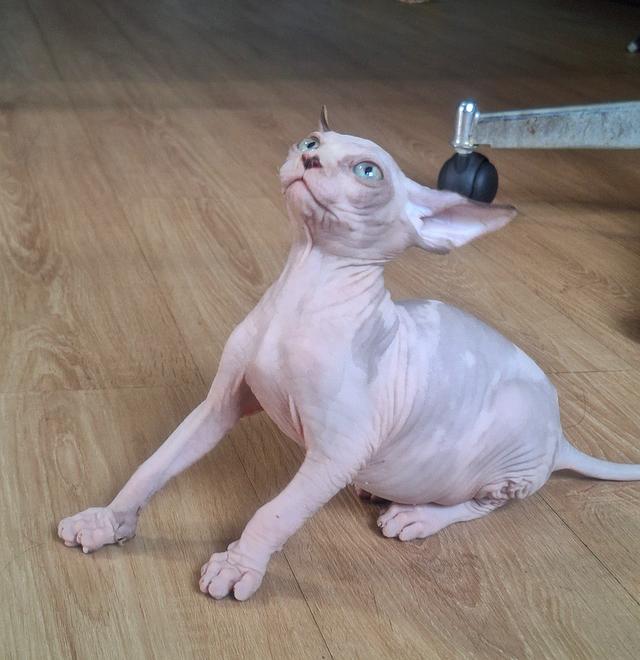 ลูกแมวพันสฟริงซ์ อายุ3เดือน เพศเมีย รูปที่ 3