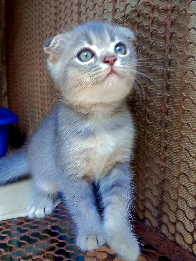 ลูกแมวสกอตติช 3