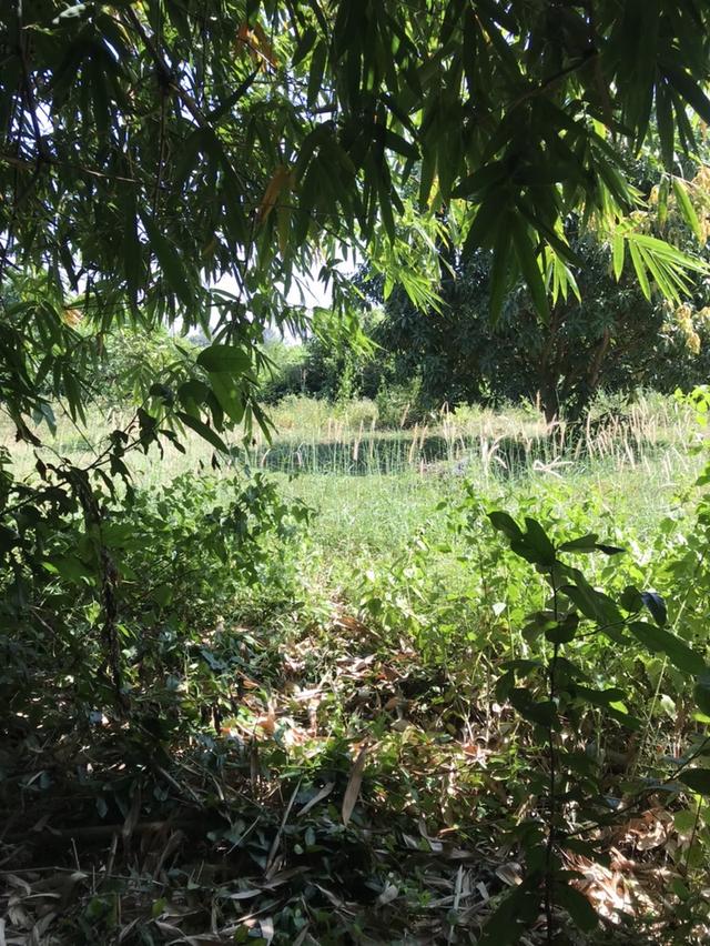 ขายที่ดินราคาถูก จังหวัดชลบุรี 3