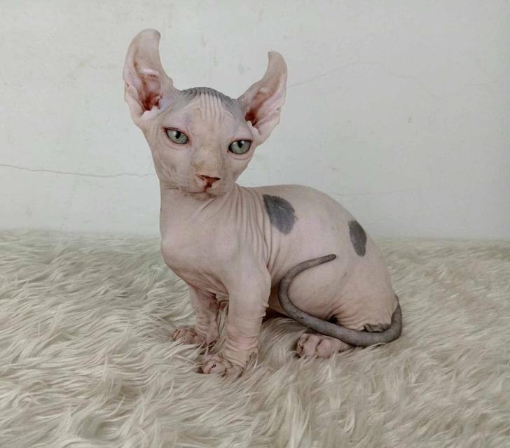 31.แมวดเวล/เพศผู้ หาบ้าน Dwelf Cat/Male looking for a new home 6