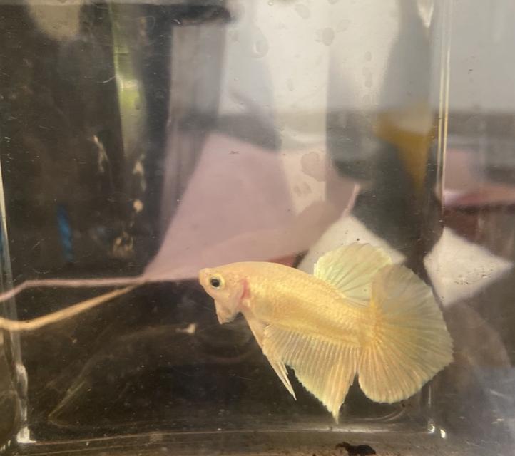 ปลากัดสวยงาม สีทอง เพศผู้ (Betta Gold Male) 3