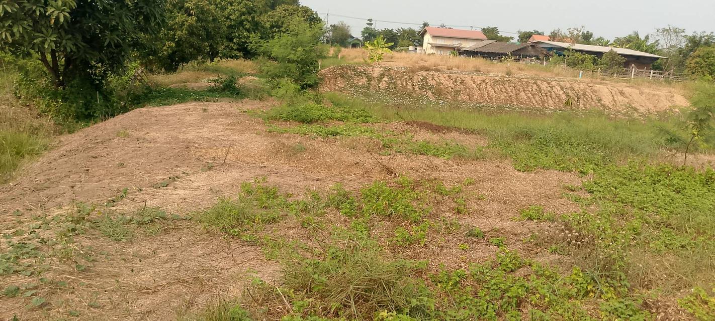 ที่ดินเปล่าใช้ปลูกบ้านทำสวน 3