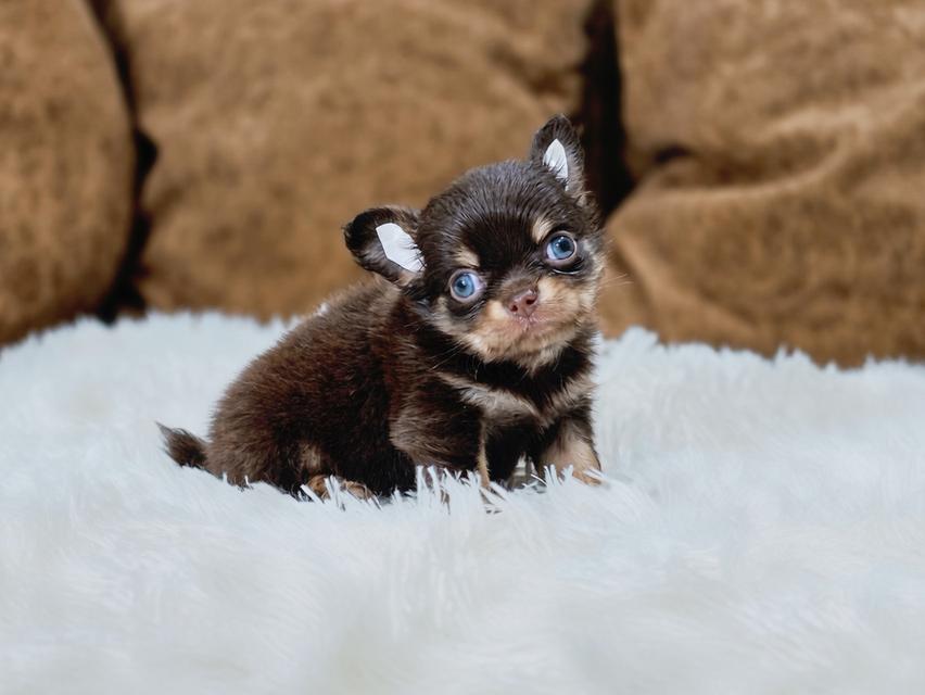 Chihuahuaสีช็อคฟอร์มสวยไซส์เล็กน่ารักแข็งแรงวัคซีนให้ฟรี