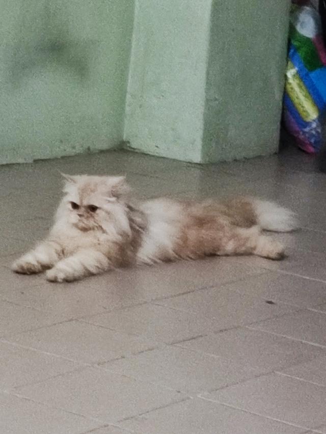 Persian big femal cat รูปที่ 6