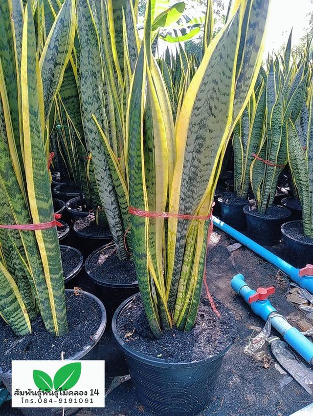 ลิ้นมังกร ลิ้นมังกรขอบทอง รูปที่ 4