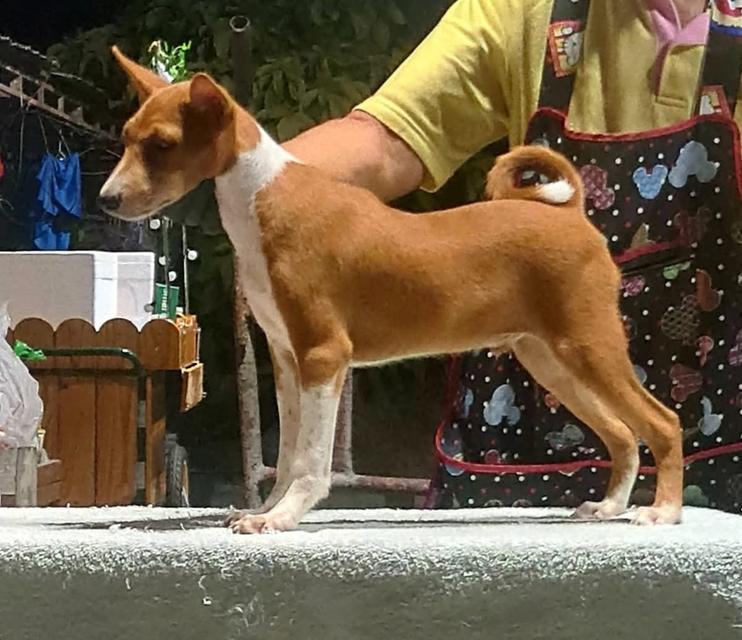 สุนัข Basenji นำเข้า 4