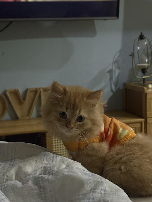 แมว สก๊อตติชผสมเปอร์เซีย 8