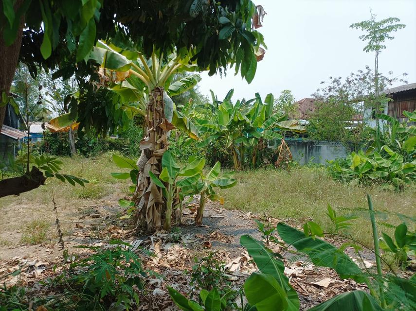 ขายที่ดิน 113ตร.ว. ต.สง่าบ้าน อ.ดอยสะเก็ด จ.เชียงใหม่ 14