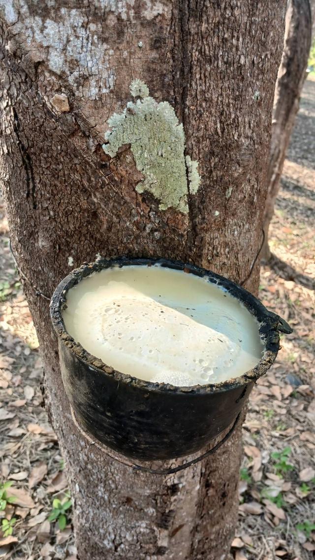 ที่ดินสวนยางมีผลไม้แซมหลากหลาย มีต้นสักขนาดใหญ่ และมีโฉนด 12