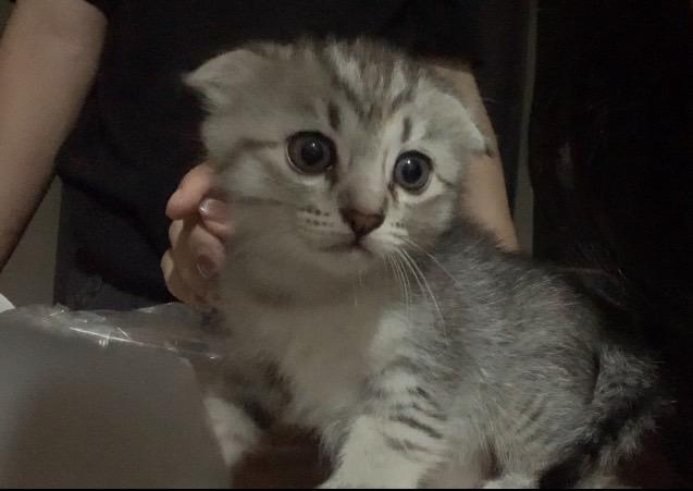เพศ ญ ทั้งคู่ครับให้ฟรีแต่ต้องคัดบ้านนะครับ อายุ3เดือนครับ
