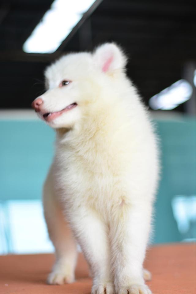 ลูกไซบีเรียน เพศ ผู้สีขาว มีใบเพ็ด