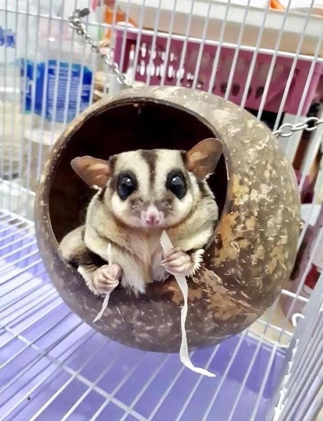 Sugar Glider เชื่องๆ