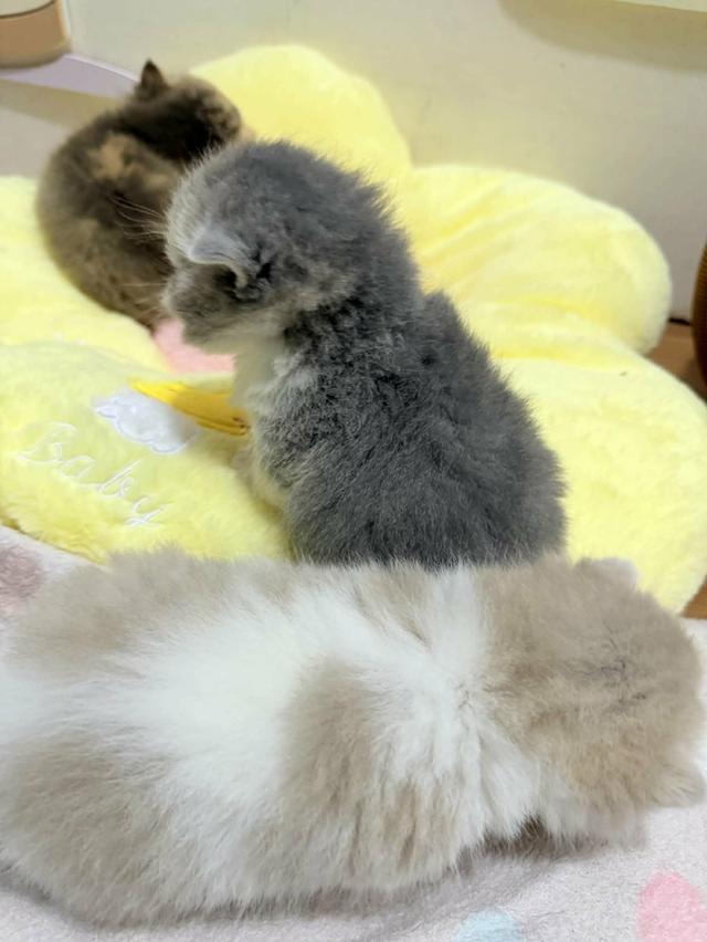 แมวสก๊อติช สาวน้อยน่ารักขี้อ้อน รูปที่ 1