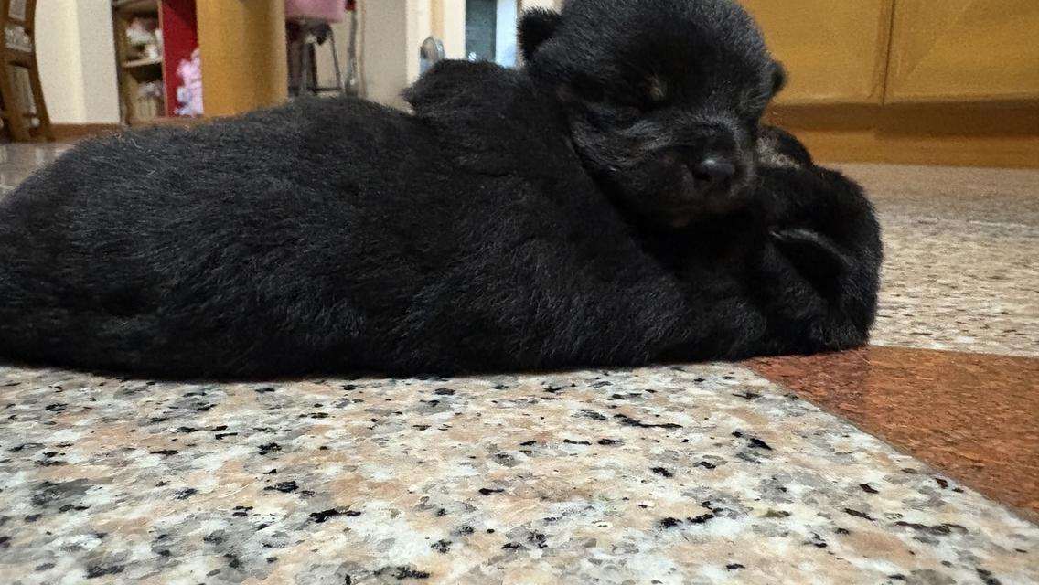 สุนัข ชิบะ สีดำ 2สาวน้อย 5