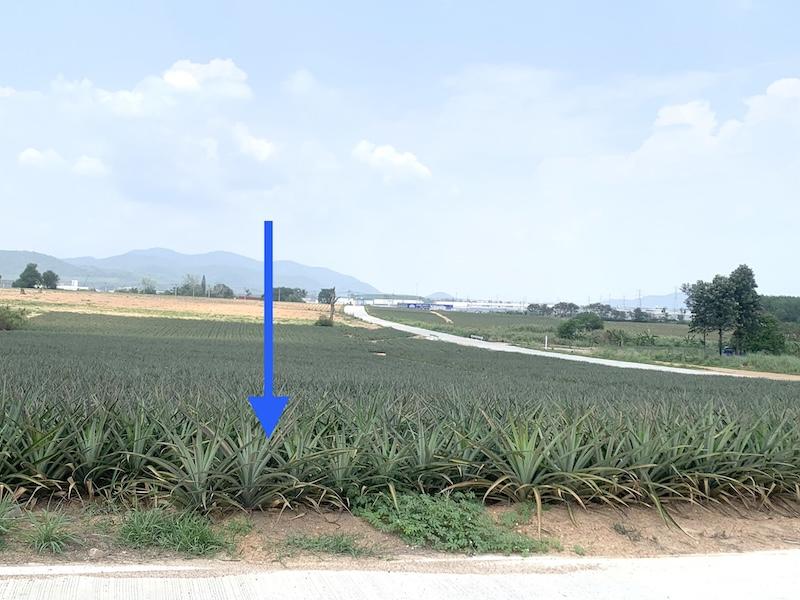 ขายที่ดินศรีราชา EEC พื้นที่สีม่วงลาย เนื้อที่ 48-2-31ไร่ ตรงข้ามนิคมอุตสาหกรรมโรจนะ ชลบุรี2 8