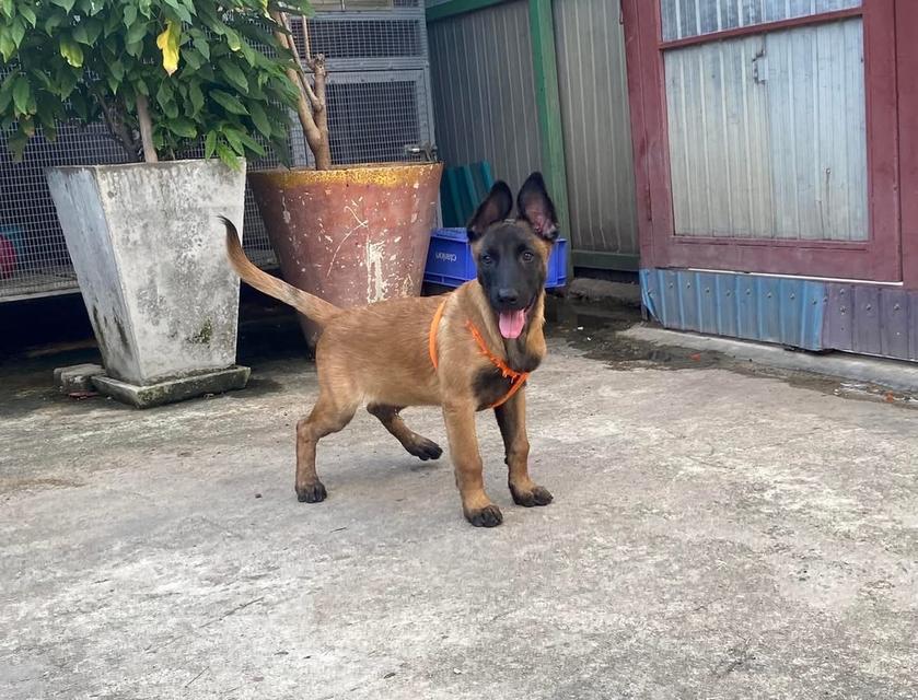 สุนัข Belgian Malinois ตัวผู้ 3