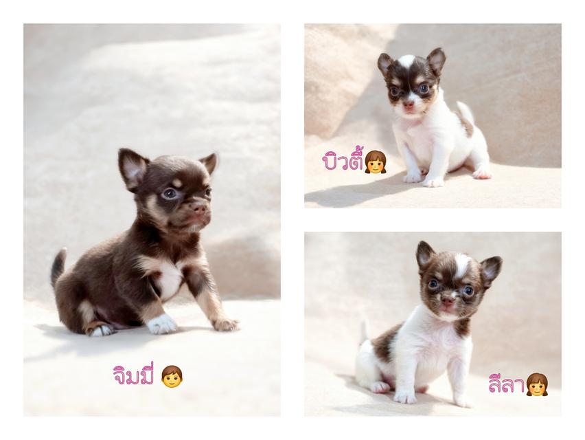 Chihuahuaแท้ไซส์เล็กอายุ2เดือนพร้อมย้ายบ้านมีส่งเก็บปลายทาง