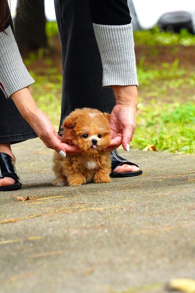 ขายลูกสุนัข Maltipoo สี Red,White พาร์ตี้คัลเลอร์ หน้าตุ๊กตา นำเข้าจากเกาหลี พรีเมีย รูปที่ 4