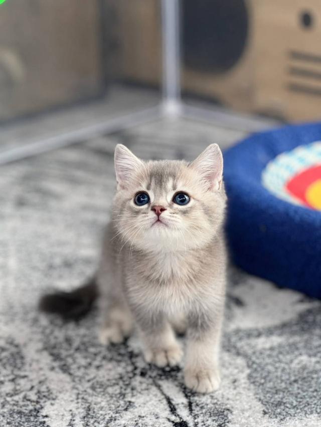British Shorthair Cat รูปที่ 5