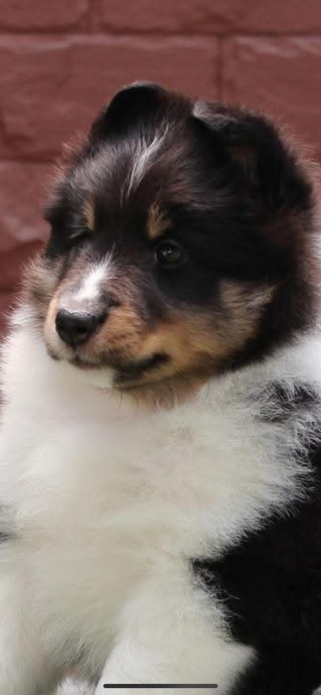 ขายน้องหมา Shetland Sheepdog เพศเมีย 3