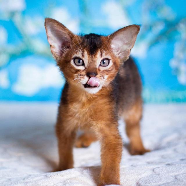 Abyssinian Kittens WhatsApp me : +66 63 826 3042 รูปย่อยที่ 2