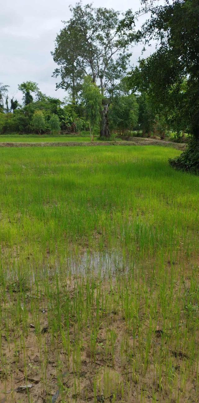 ขายที่ดิน 1 ไร่ ใกล้คำชะโนดจังหวัดอุดร 3