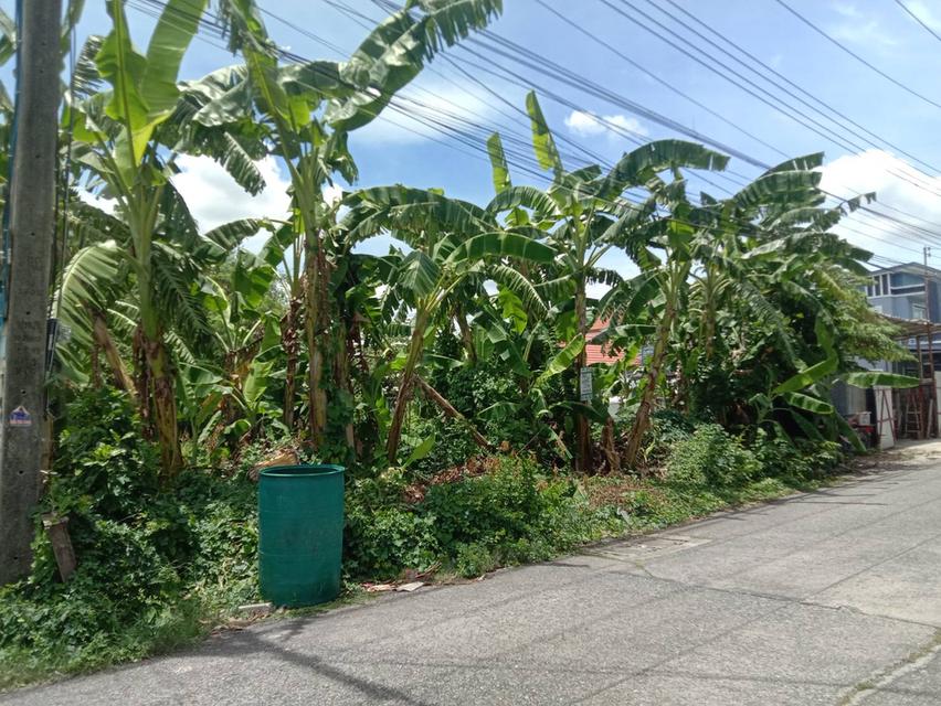 ขายที่ดินเปล่า 70 ตารางวา คลอง2 (ซอยรังสิต-นครนายก33) ใกล้ตลาดพระรูปคลอง2 3