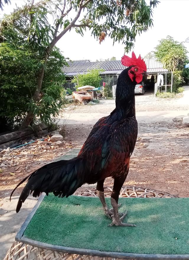 ไก่ชนพม่า