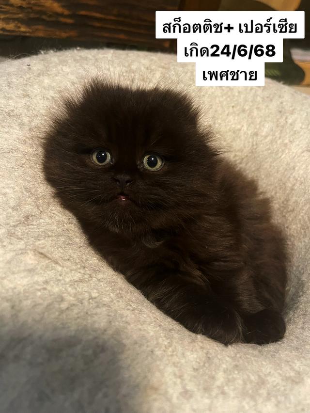 น้องดำช็อคชิพ😁