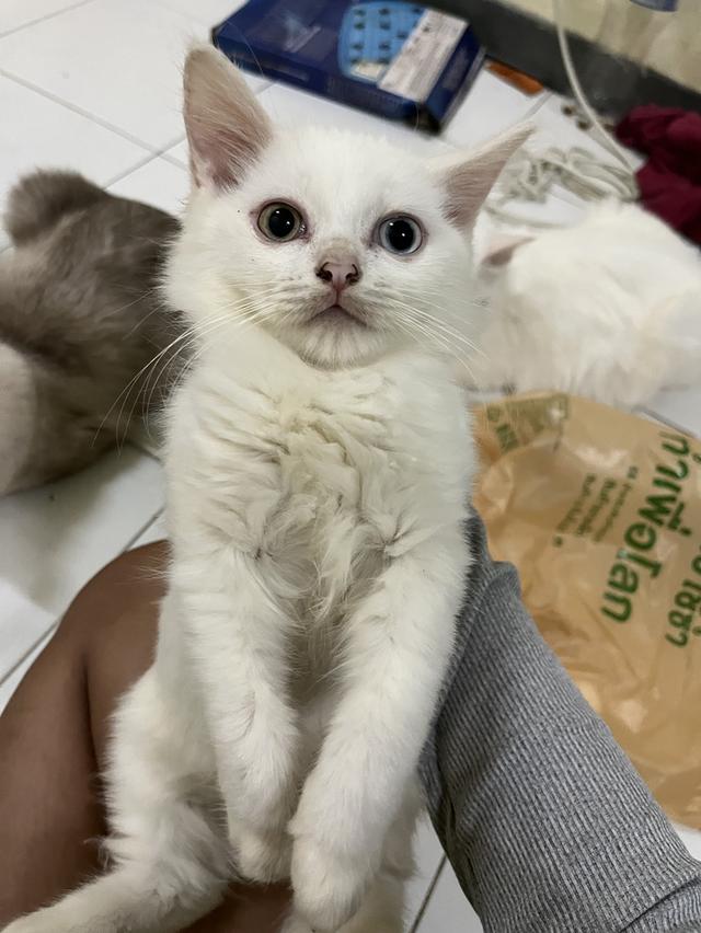 ขายแมววเด็ก4เดือน ขาวมณี