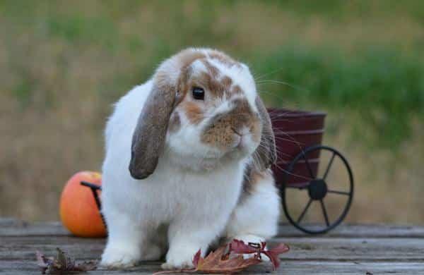 กระต่าย เฟรนซ์ลอป 4