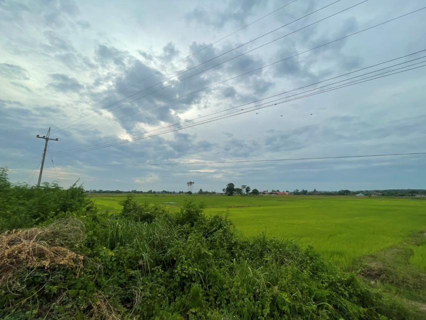 ขายที่ดินเปล่า ขนาด 24 ไร่ ทำเลทอง บรรยากาศร่มรื่น ใกล้แหล่งชุมชน ต.หัวสำโรง ฉะเชิงเทรา 15