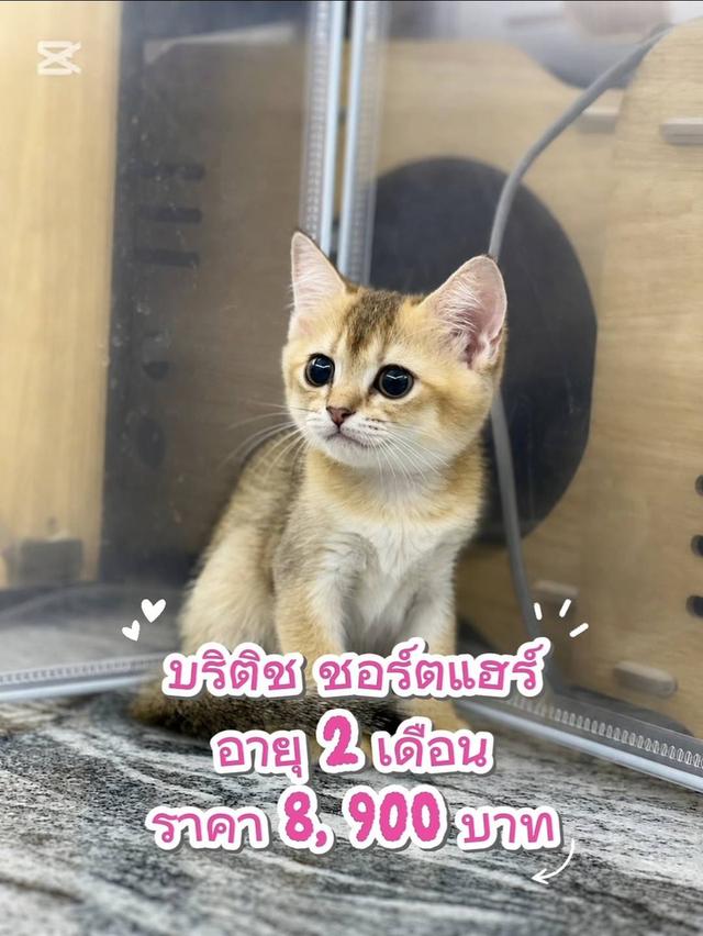ลูกแมว บริติชชอร์ตแฮร์