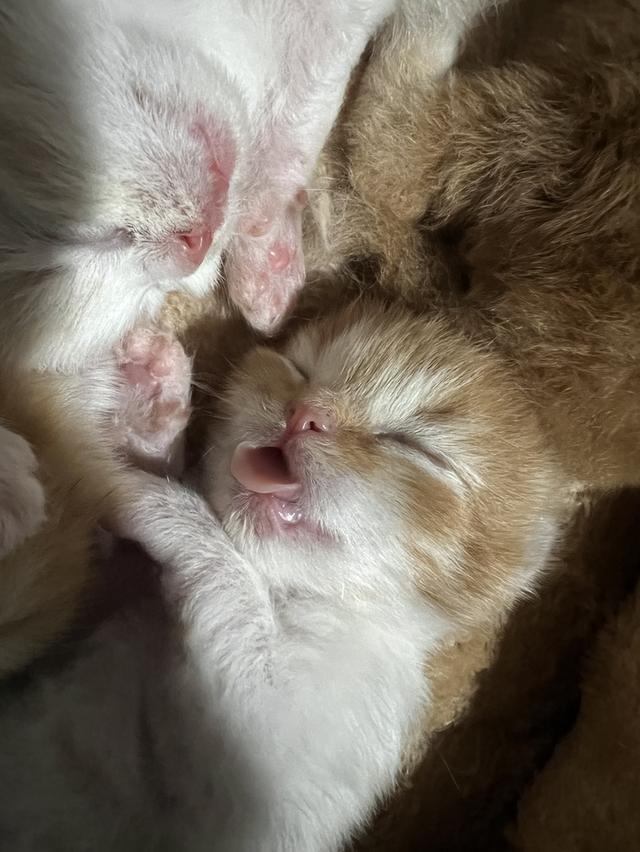  ลูกแมวเปอร์เซียแท้ เลี้ยงระบบปิด พร้อมย้ายบ้านเดือนธันวาคม น้องเกิดวันที่ 29/10/68 4