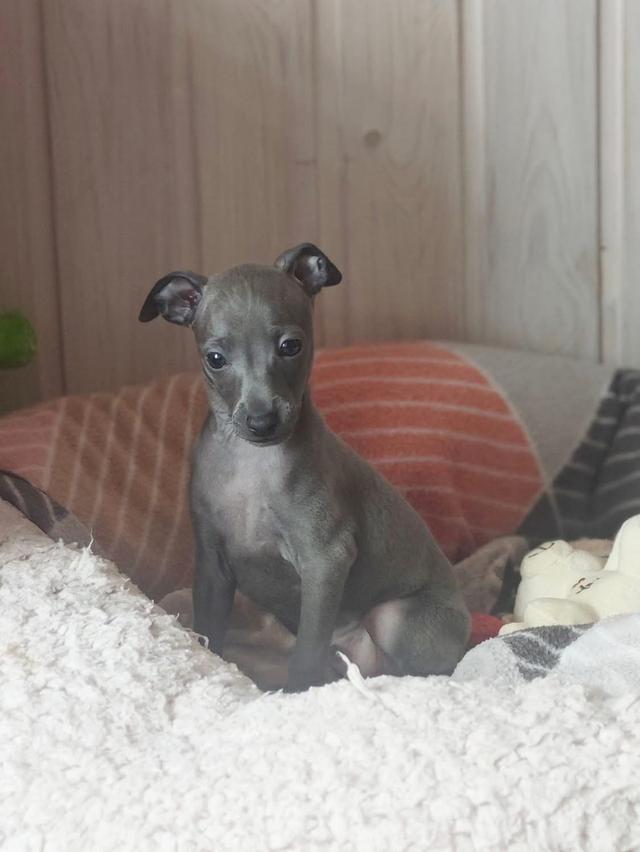 ปล่อยสุนัข Italian Greyhound  3