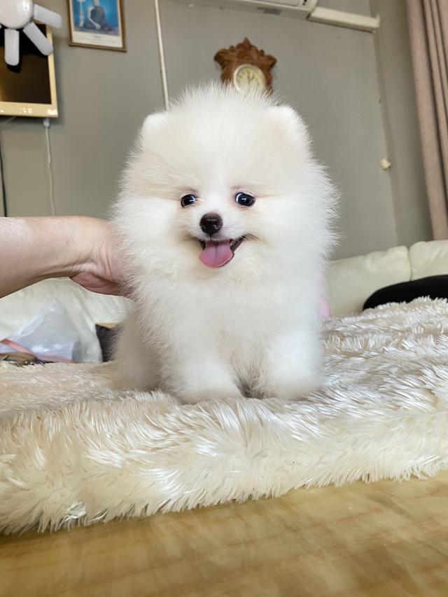 ปอมแท้ อ้วนกลมหมี พร้อมเลี้ยง 6