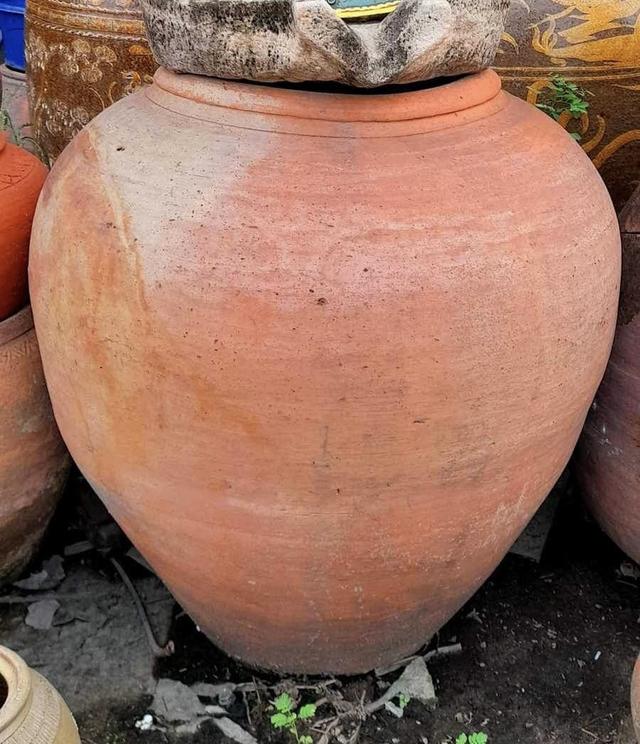 โอ่งแดง ใบใหญ่ ไซต์จัมโบ้ ขนาด70ซม โอ่งแดงอยุธยา