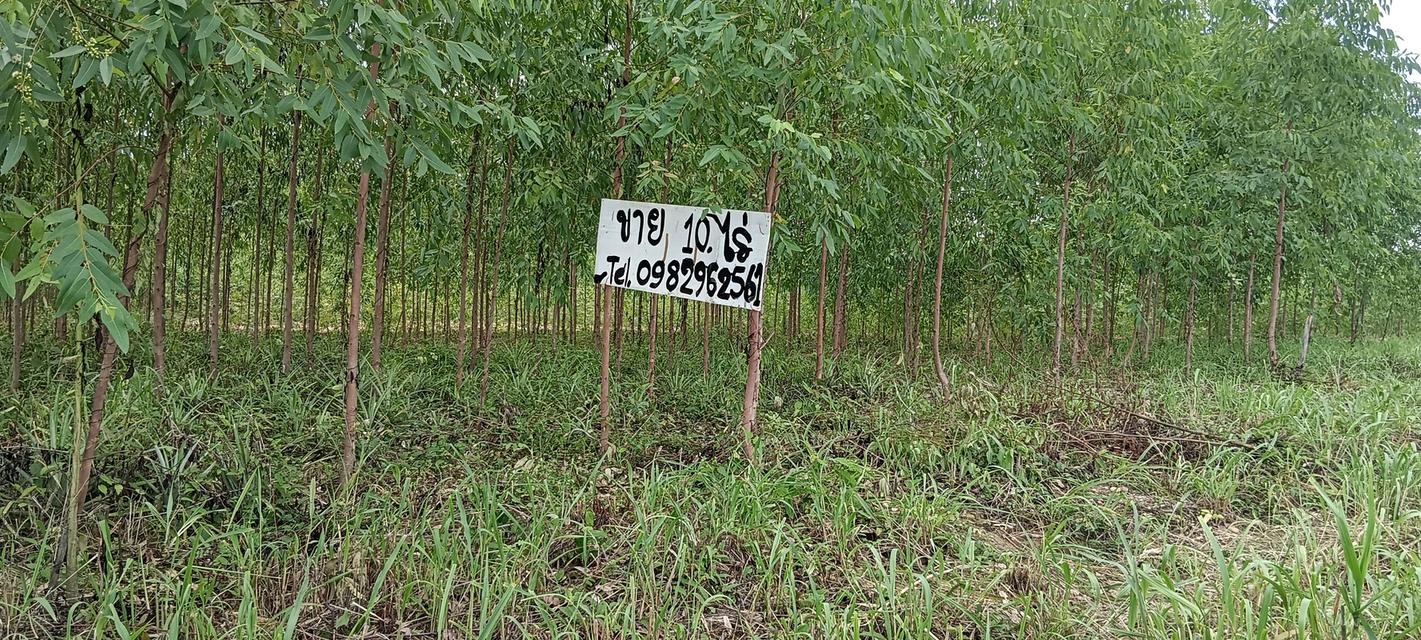 ที่ดิน 10 ไร่ จ.บึงกาฬ 6
