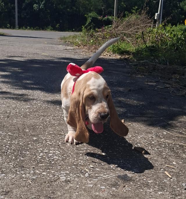 บาสเซ็ตฮาว์ดใบเพ็ดสมาคมพัฒนาพันธุ์สุนัข 17