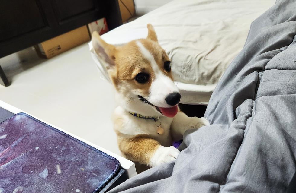 สุนัขคอร์กี้ หมาน้อยน่ารัก รูปที่ 8