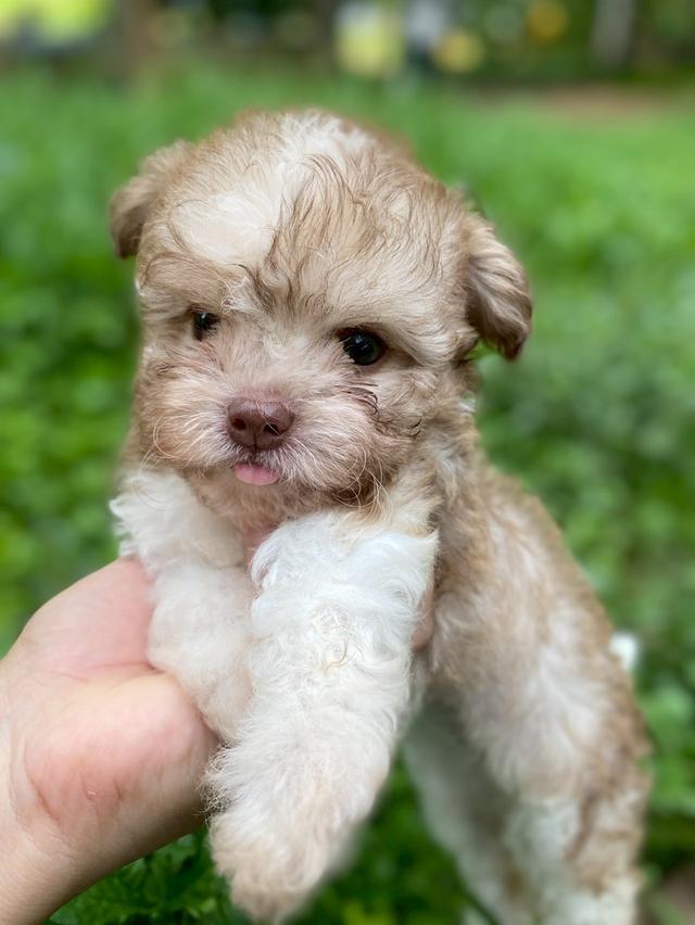 พุดเดิ้ลผสม น่ารักมาก รูปย่อยที่ 2