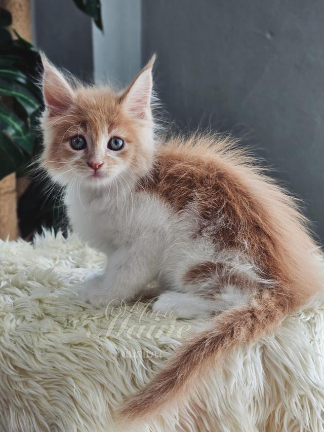 ลูกแมวเมนคูน สายพันธ์แท้ เพศเมีย