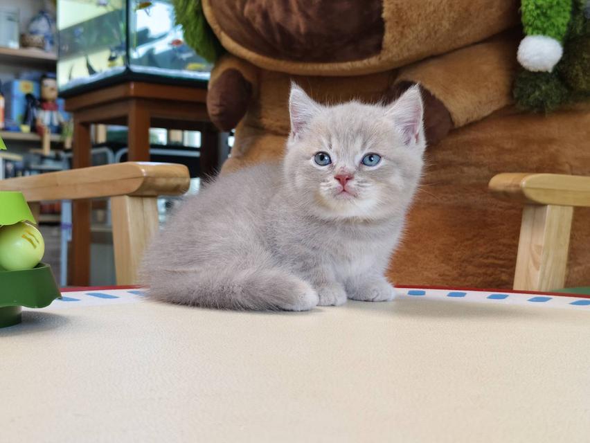 แมวขาสั้น Munchkin short leg chiangmai รูปที่ 6