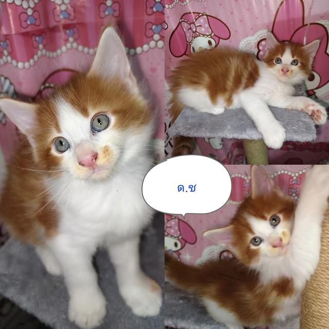 แมวเมนคูนพร้อมย้ายบ้าน หาผู้ปกครองค่ะ 3