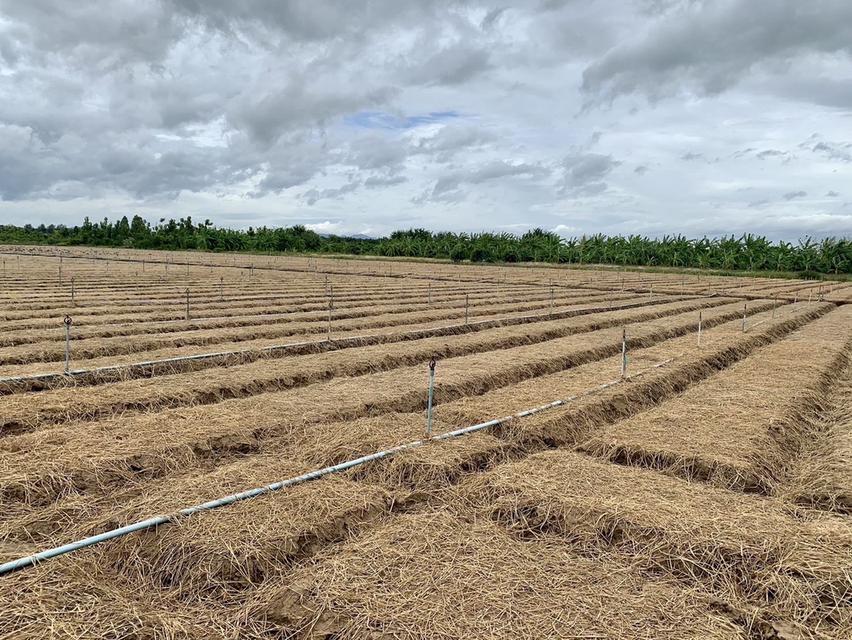 ขายที่ดินสวย2แปลง เนื้อที่รวม26ไร่เศษ สภาพแวดลัอมดี เหมาะลงทุน,ทำเกษตร,จัดสรรหรืออื่นๆ คมนาคมสะดวก 9