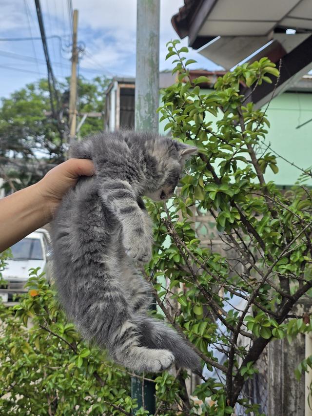 สก็อตติช โฟลด์ ปิด❌️🏠 รูปที่ 3